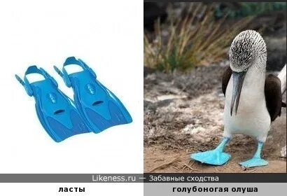 Куда ты дела мои розовые ласты