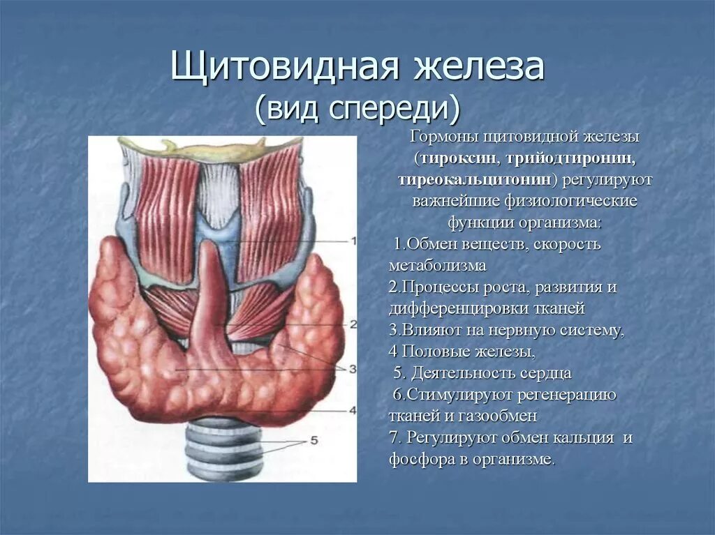 В какой полости расположена щитовидная железа. Щитовидная железа строение анатомия. Щитовидная железа вид спереди. Строение щитовидной железы человека.