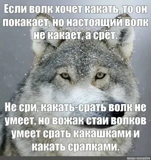 Сколько платят за волка