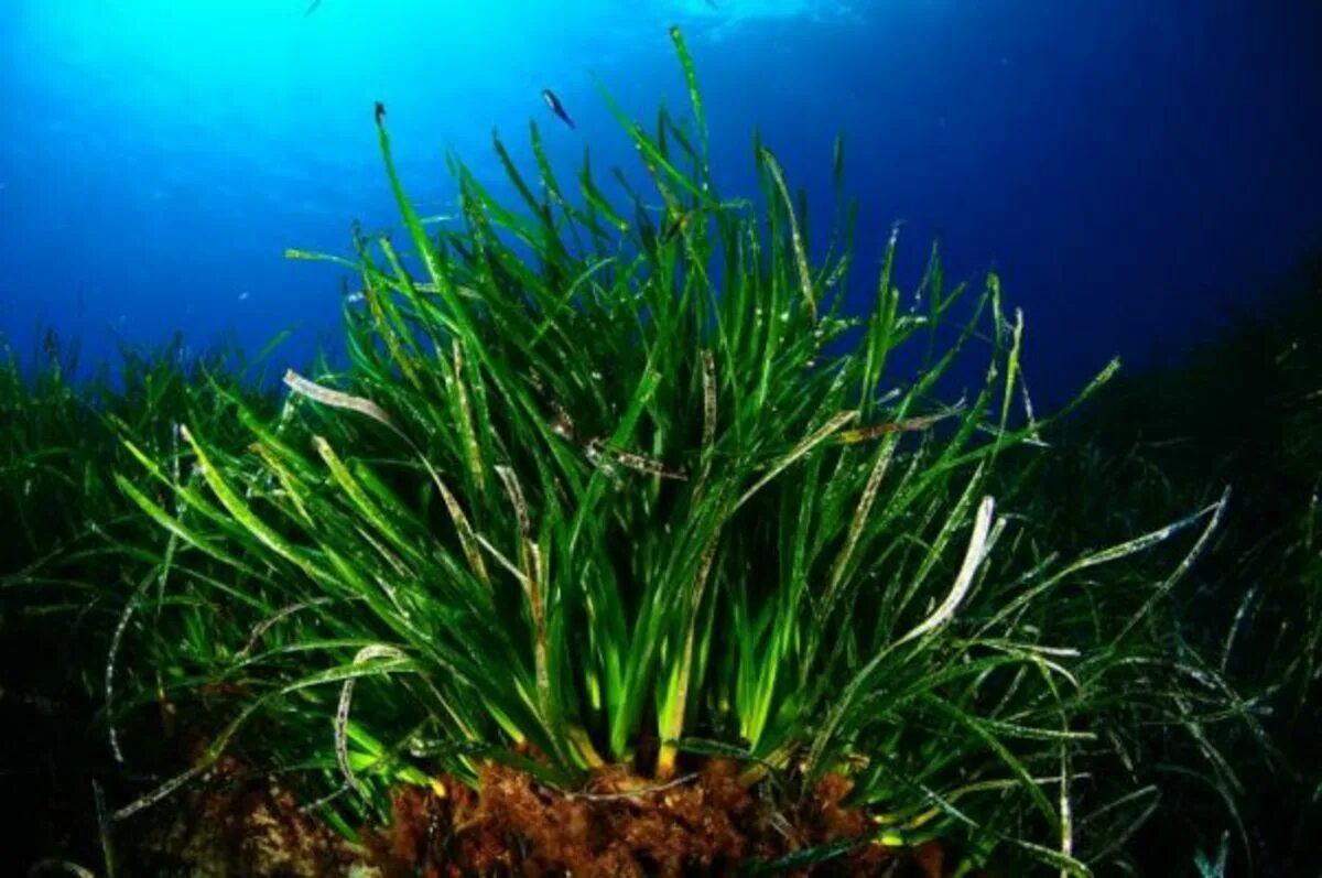 Посидония океаническая. Посидония водоросль. Морская трава Посидония. Посейдония водоросли.