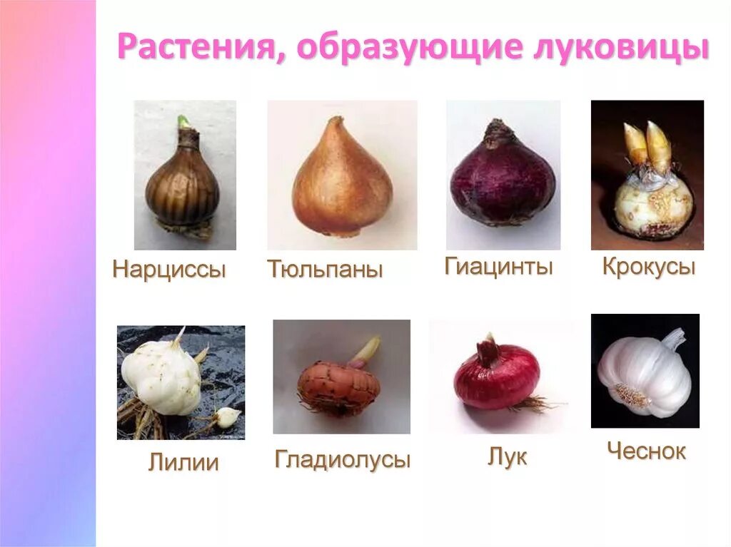 Какое значение клубня в жизни растения