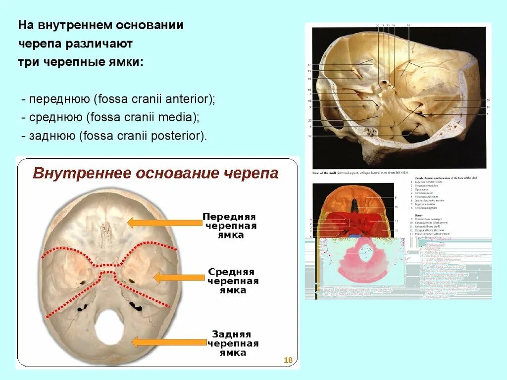 Области основания черепа. Мозговой отдел головы топографическая анатомия. Внутреннее основание черепа топографическая. Основание черепа Черепные ямки. Внутреннее основание черепа передняя черепная ямка.