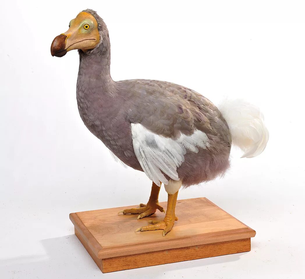 Dodo 2. Додо пицца коробка. Чокнутый мультсериал диск. Маврикийский дронт. Dodo 2.