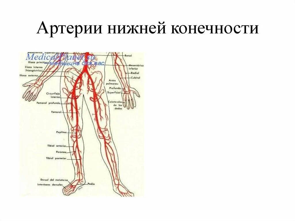 Схема артерий нижних конечностей вид спереди. Схема кровообращения нижних конечностей. Анатомия кровеносной системы нижних конечностей. Кровоснабжение нижней конечности схема. Артерии нижней конечности бедренная