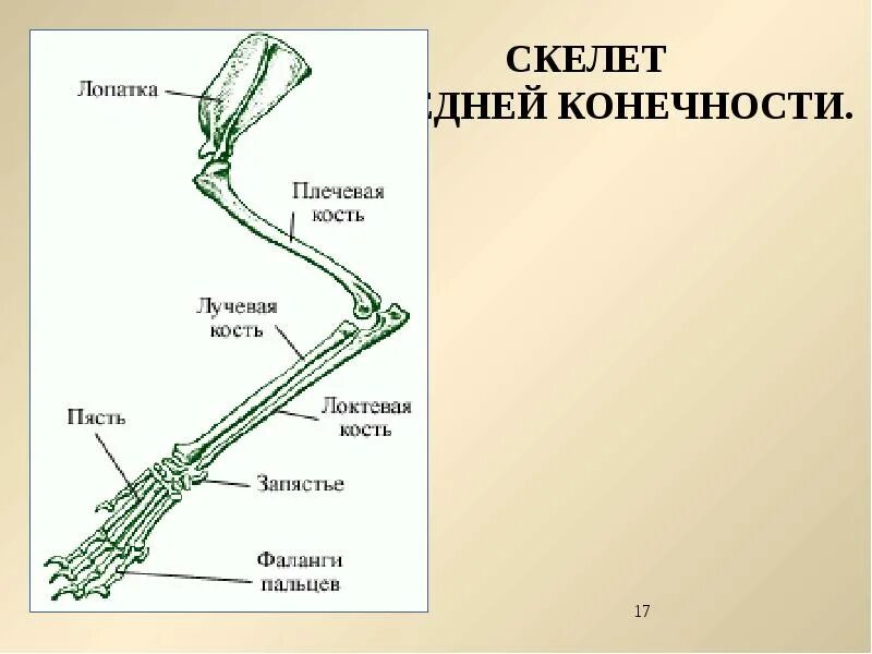 Скелет птицы пояс передних конечностей. Скелет пояса задних конечностей млекопитающих. Строение передних конечностей кролика. Строение скелета задней конечности млекопитающего схема. Кости пояса передних конечностей млекопитающих.