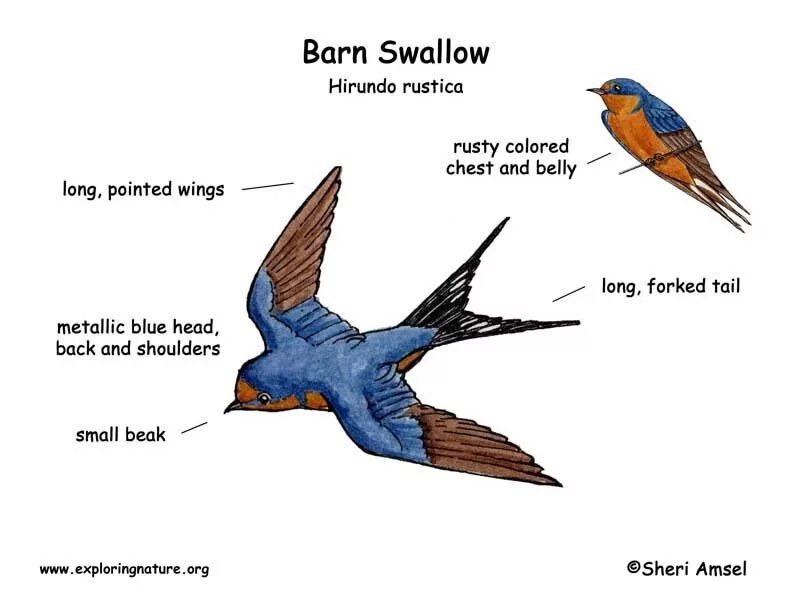 Airspeed_of_unladen_swallow. To swallow. Части тела птицы ласточка. Swallow baby. Swallow перевод.