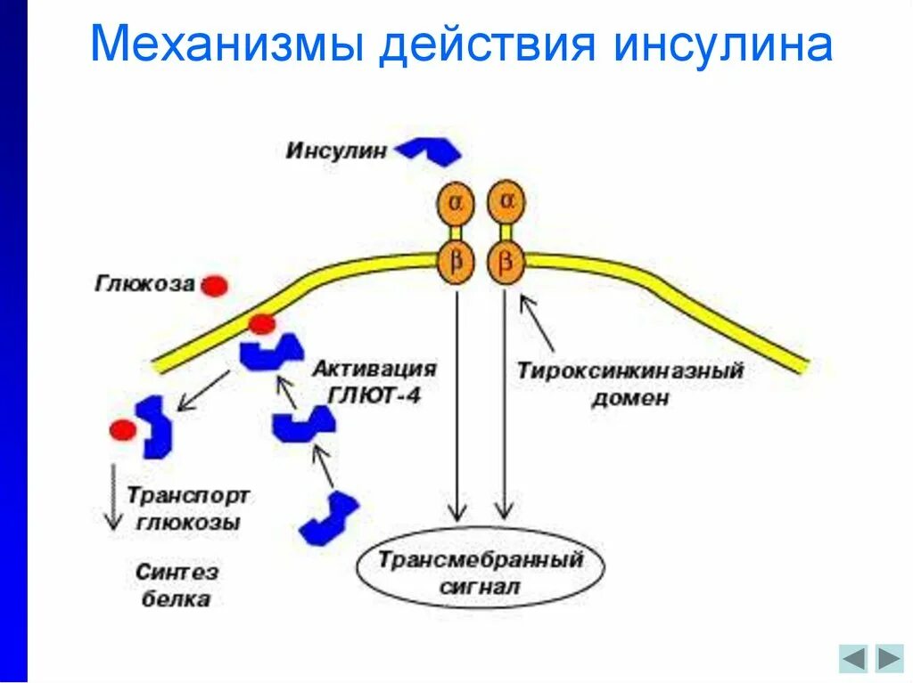 Повышение глюкозы в крови гормон. Действие инсулина на клетку схема. Схема действия инсулина на жировую ткань. Механизм инсулина глют4. Схема выработки инсулина.