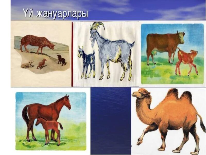 Жануарлар мен. Жануарлар. үй жануарлар презентация. үй жануарлары на казахском. дидактикалык материал.