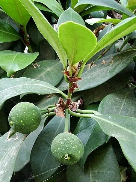 Почему фикус Бенджамина - идеальное растение для дома? PlantagoMedia Дзен