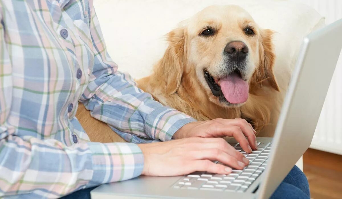 Компьютер домашние животные. Кот за компьютером. Домашняя лиса. Животные на работе. Кот спит за компом фото.