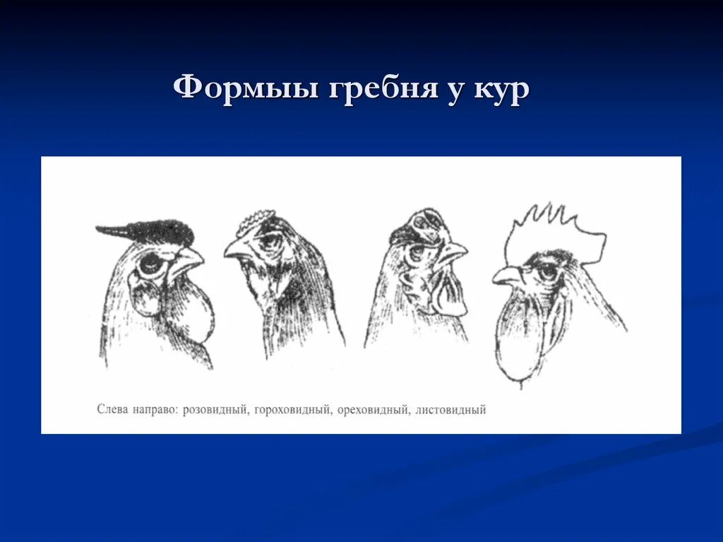 Гороховидная форма гребня у кур. Листовидный гребень у кур. Розовидный гребень у кур. Курица с гороховидным гребнем.