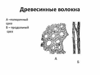 Механическая ткань биология 6 класс таблица