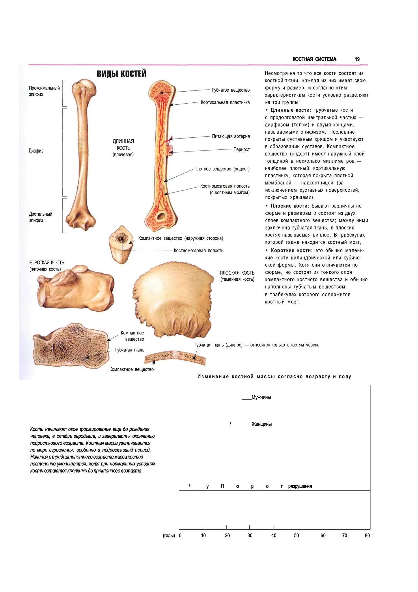 кость. что такое остеопения костей. нормальная кость и остеопороз. виды костей. кость компактное и губчатое вещество.
