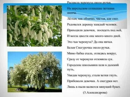 Стих черемуха 3 класс
