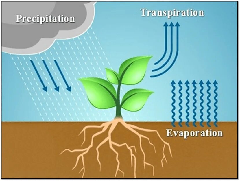 Испаряют значительное количество воды. Транспирация у растений. Эвапотранспирация растений. Транспирация у деревьев. Испарение транспирация.