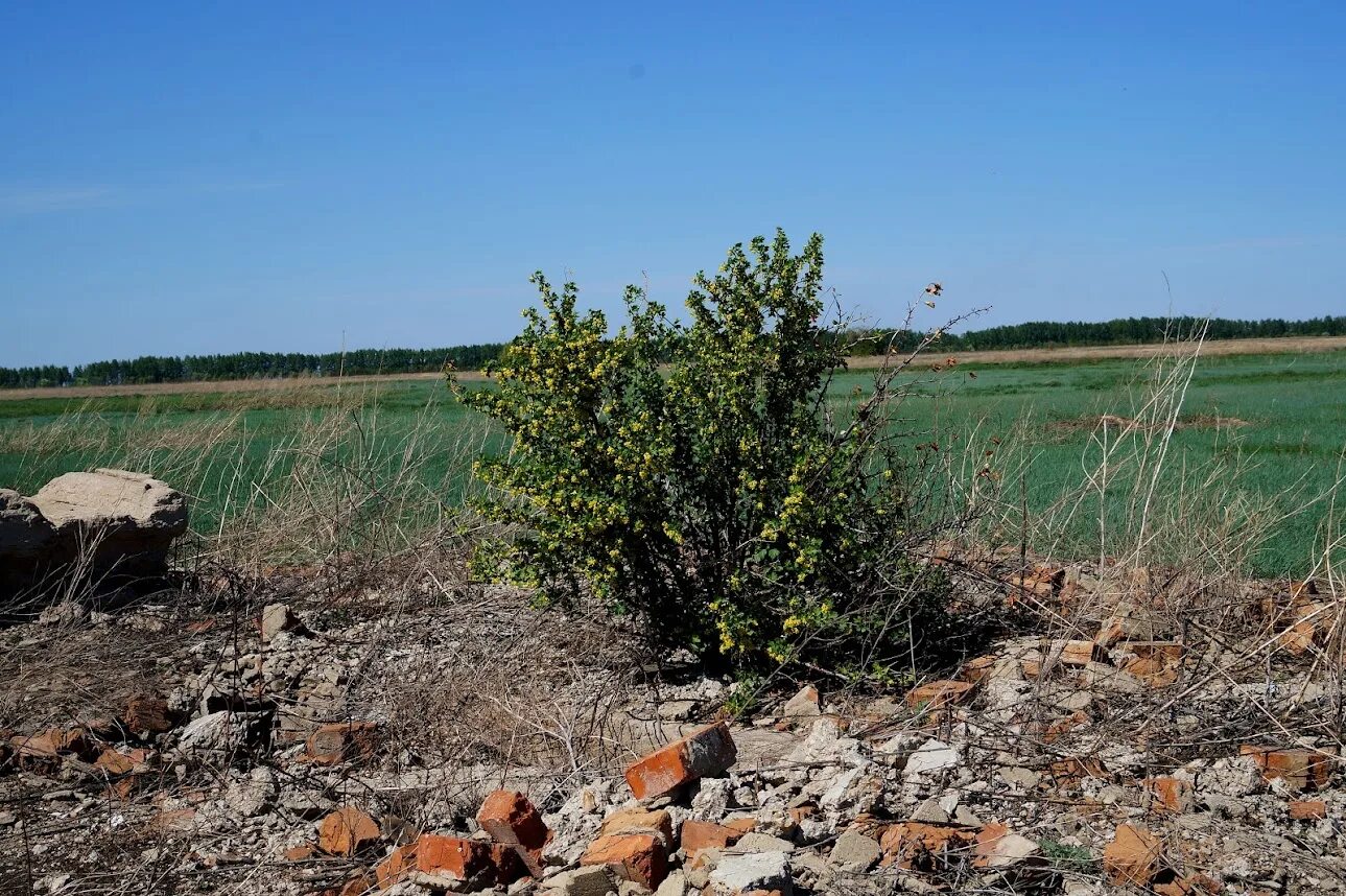 Село Сереброполь Табунский район Алтайский край. Богдановка Табунского района Алтайского края. Алтайский край, Табунский р-н, с. табуны,. Урочище Ташангир в Полетаево. Погода сереброполь алтайского края табунского