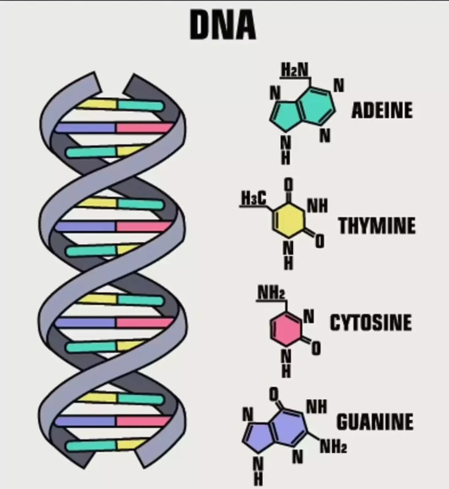 Молекула ДНК. Спираль ДНК. Гуанин в молекуле ДНК. Тимин гуанин.