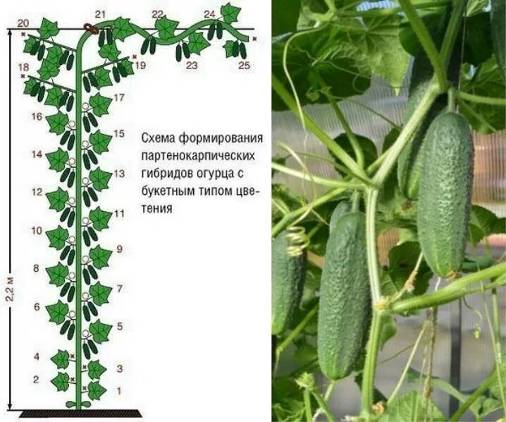 Партенокарпические огурцы гибрид f1. Пасынкование огурцов. Схема пасынкования огурцов в теплице. Огурцы пасынкование в открытом грунте. Что значит партенокарпический гибрид