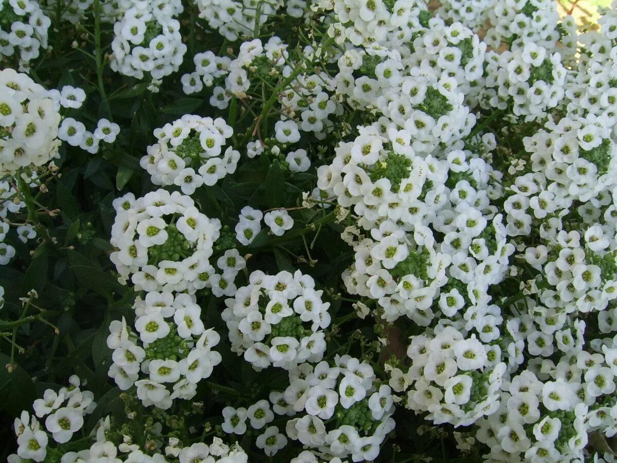 Melkie belie cveti. Цветы с маленькими цветочками. Мелкие беленькие цветочки. Цветок с маленькими белыми цветочками. Название цветов мелкие белого цвета