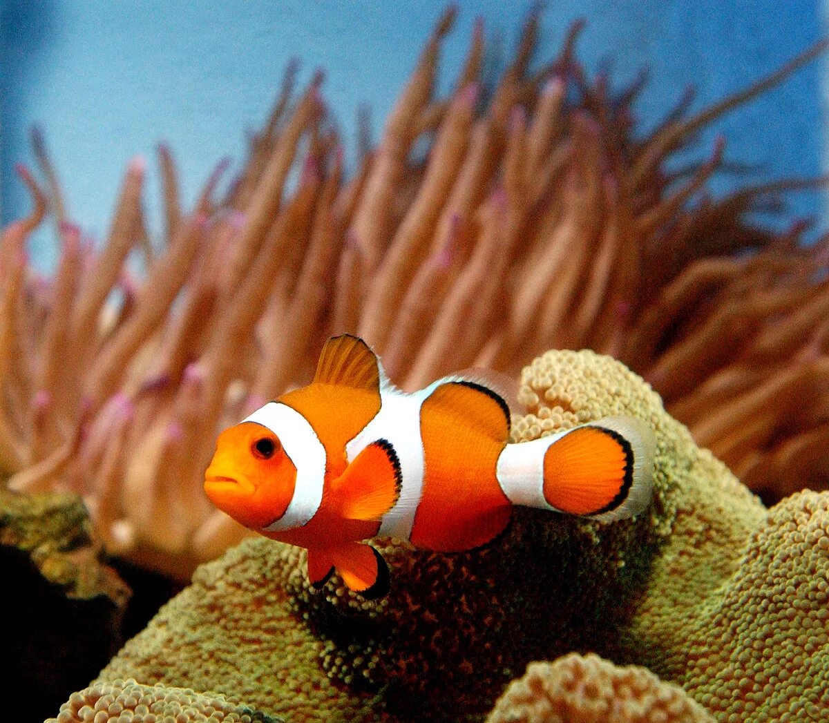 Друг рыбы клоуна. Рыба клоун оцеллярис. Пестроносый амфиприон. Рыба клоун Немо. Оранжевый амфиприон Немо.