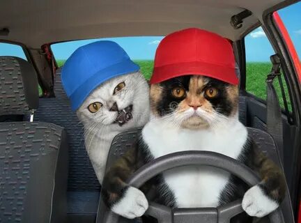 My cat in the car