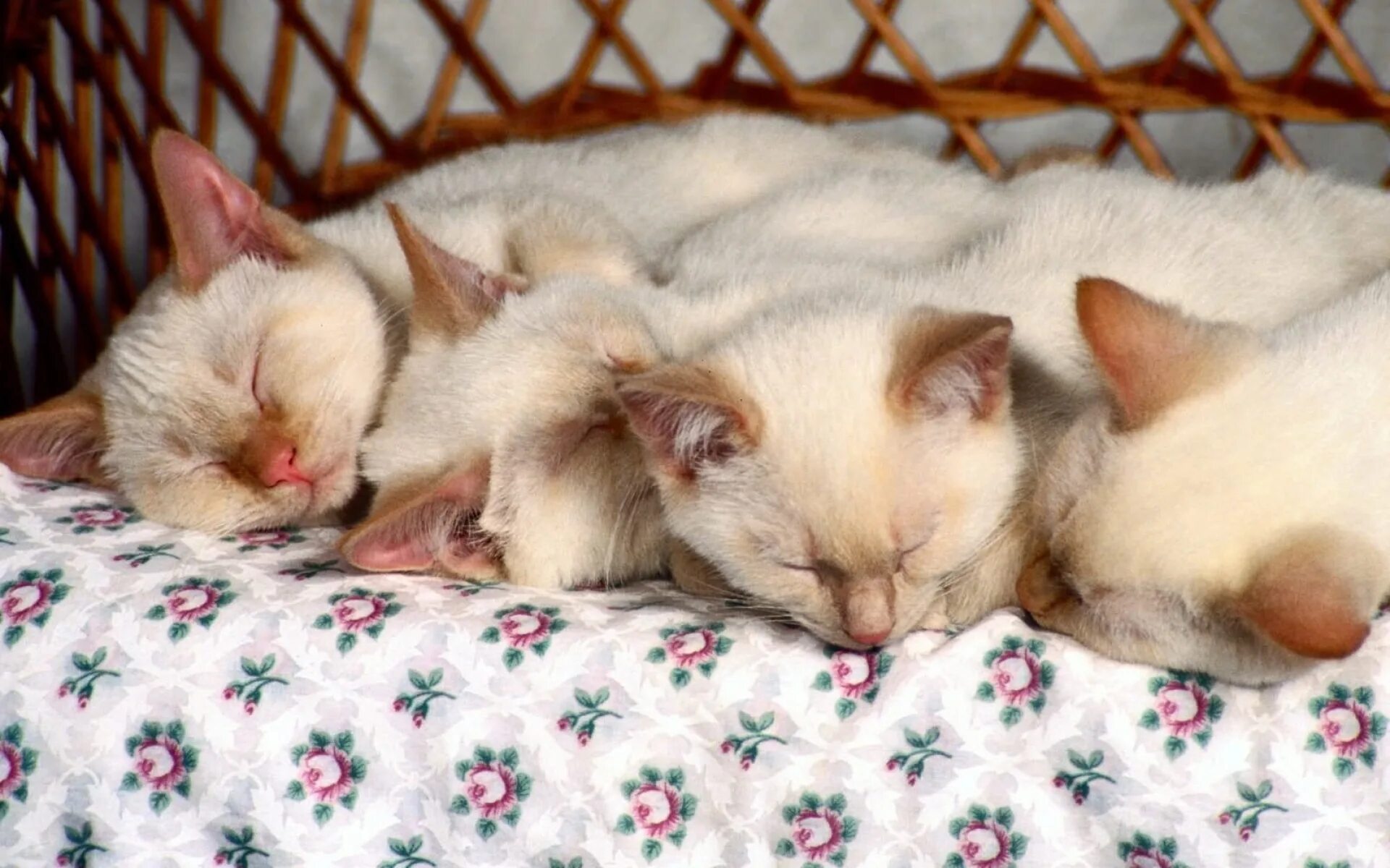 Приснилось много кошек. Сиамские котята Новорожденные. Котенок спит. Спящие сиамские котята. Спящие котята много.