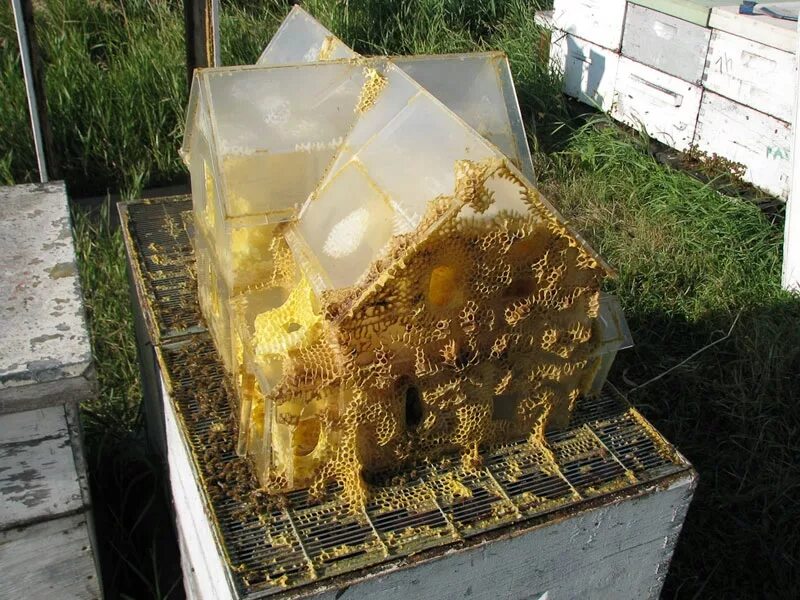 Прозрачный улей. Стеклянные ульи для пчел. Внутри улья пчел. Домик из сот пчел.