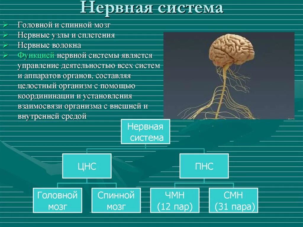 Какую роль играет нервная. Нервная система головной и спинной мозг. Нервная система головной мозг спинной мозг нервы. Органы из которых состоит нервная система. ЦНС головной мозг анатомия.