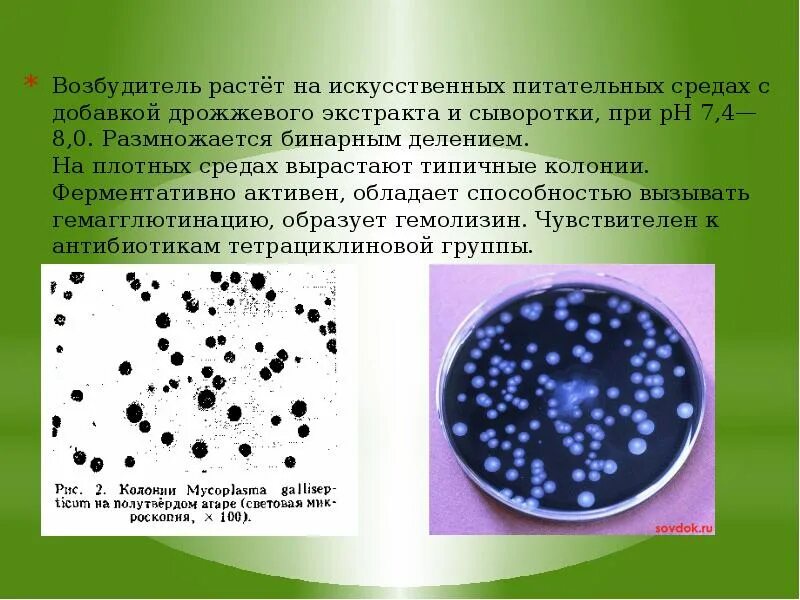 Посев микроорганизмов на питательные среды. Питательная среда для микроорганизмов. Колония это микробиология. Культивирование бактерий. Микобактерии на плотных средах.