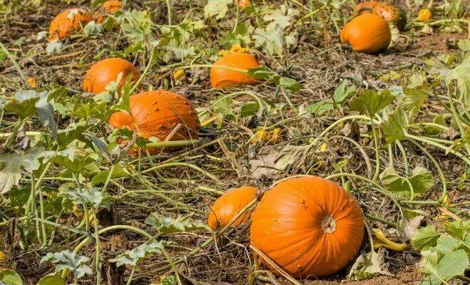 Можно ли посадить тыкву. Тыква на компостной куче. Тыква ханка. Рассада тыквы. Тыква как растет на огороде.