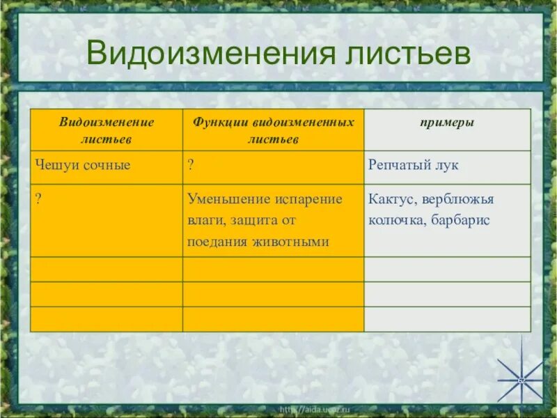 Биология 6 класс функция листьев. Видоизменение листа 6 класс таблица. Видоизменения листьев. Видоизменения листьев таблица. Видоизменения листьев примеры.