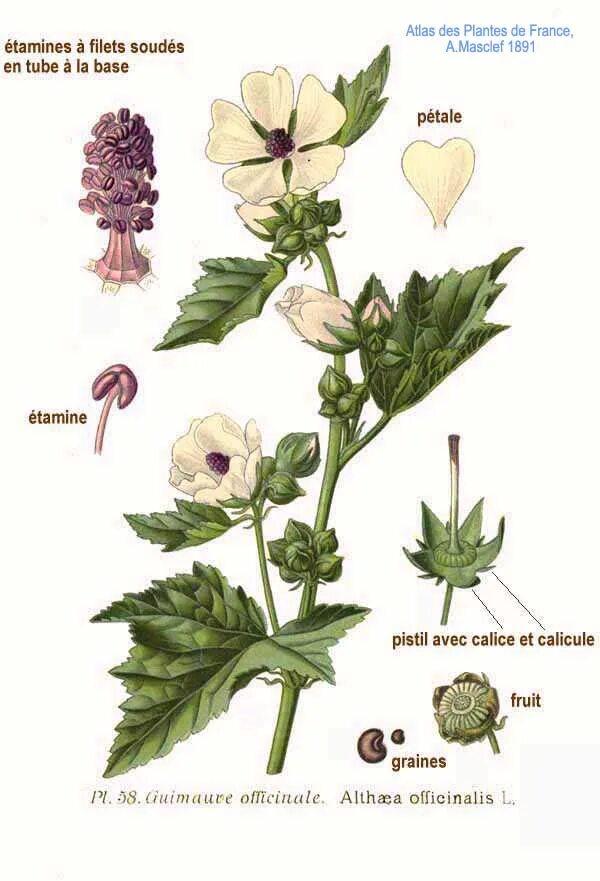 Алтей латынь. Алтей лекарственный (Althaea officinalis). Алтей лекарственный (Althaea officinalis l.). Ботанический рисунок Алтея лекарственная. Алтей лекарственный гербарий.