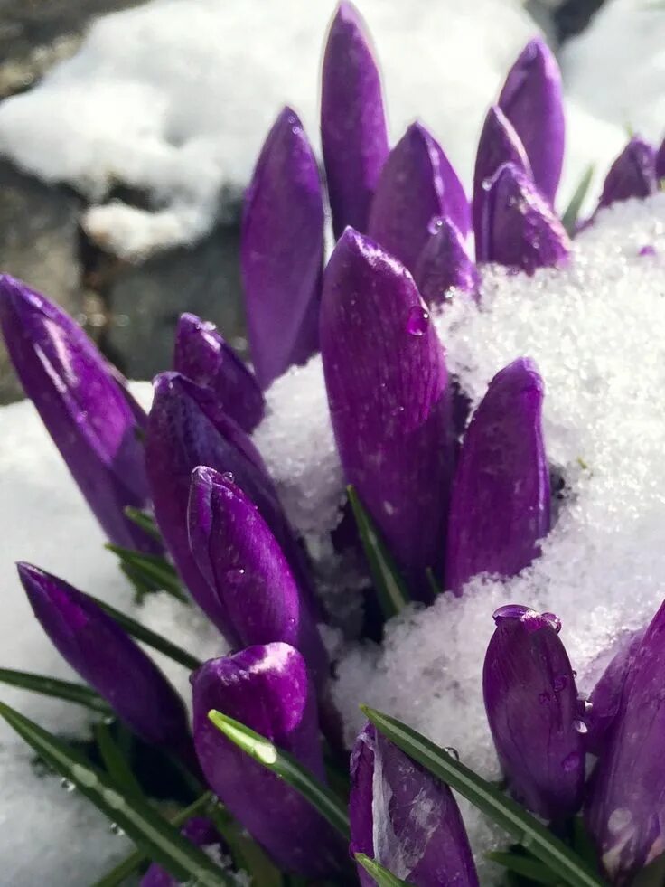 Крокусы и подснежники. Цветы из под снега. «Крокусы под снегом».
