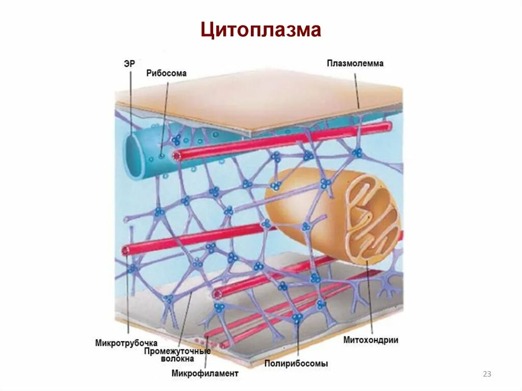 Поддержание формы клетки. Микротрубочки цитоскелета строение. цитоскелет эукариот. строение цитоскелета клетки. филаменты цитоскелета.