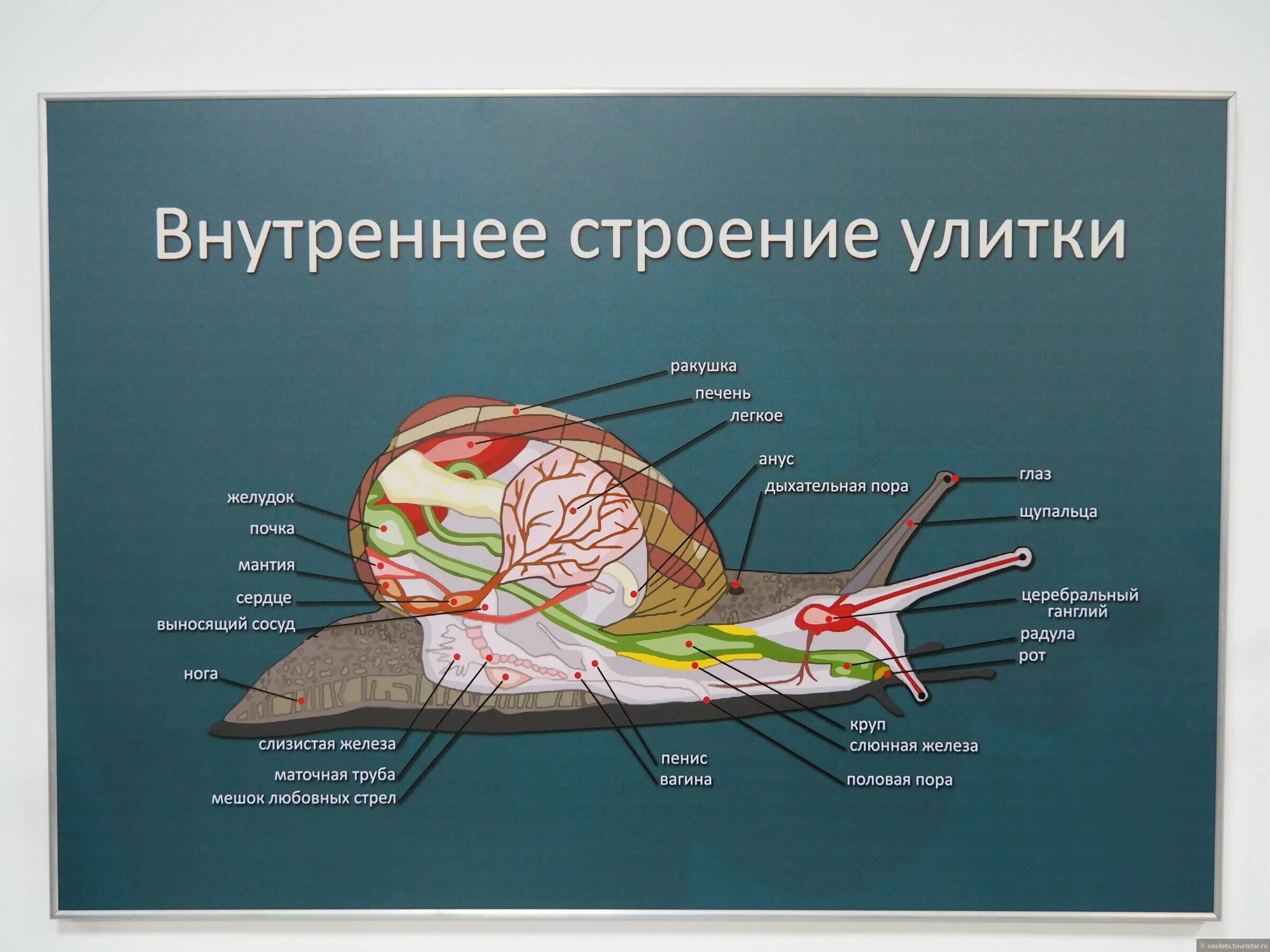 Таблица каналы улитки. Музей улитки Калязин. Строение глаза улитки. Калязин ферма улиток. Схема улиточной фермы.