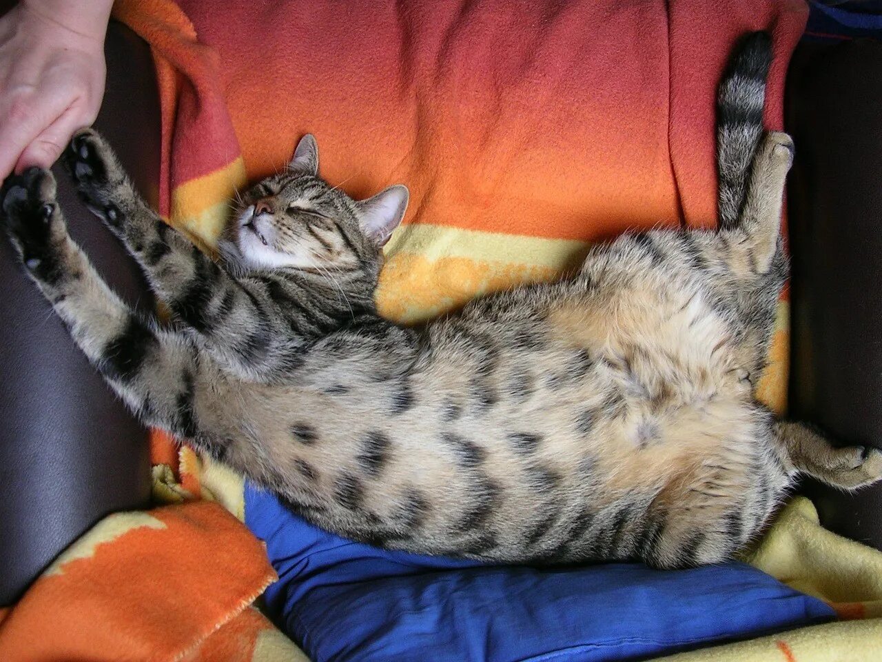 Tabby cat. Сиамская кошка лежит. Сиамская кошка лежит. Кот лежит. Спящие кошки картинки.