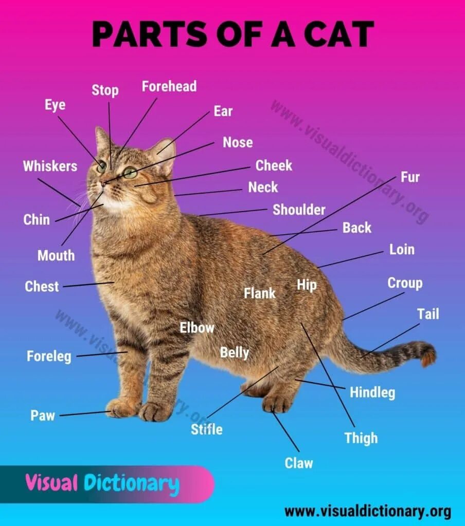 What s your cat s name
