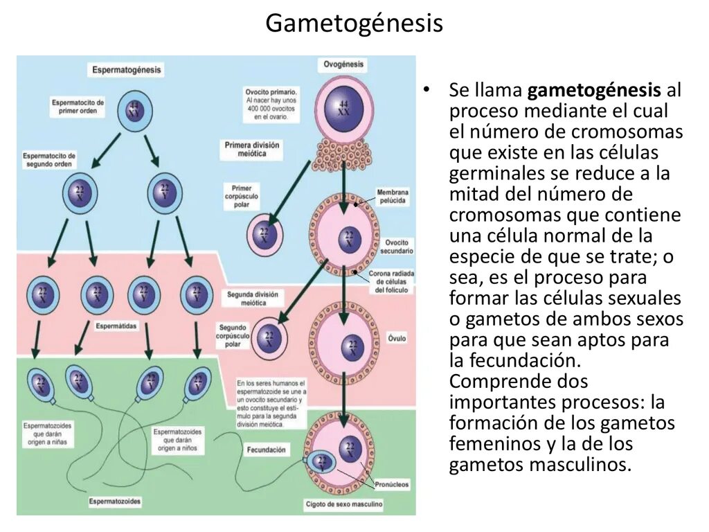 Гаметогенез. Stages of gametogenesis. Этапы гаметогенеза. Gametogenesis in Plants.