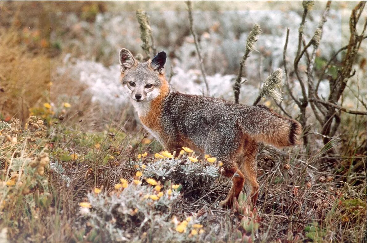 Фолклендская лисица. Urocyon littoralis. Варрах (Фолклендская лисица). Фолклендская лисица вымершие псовые.