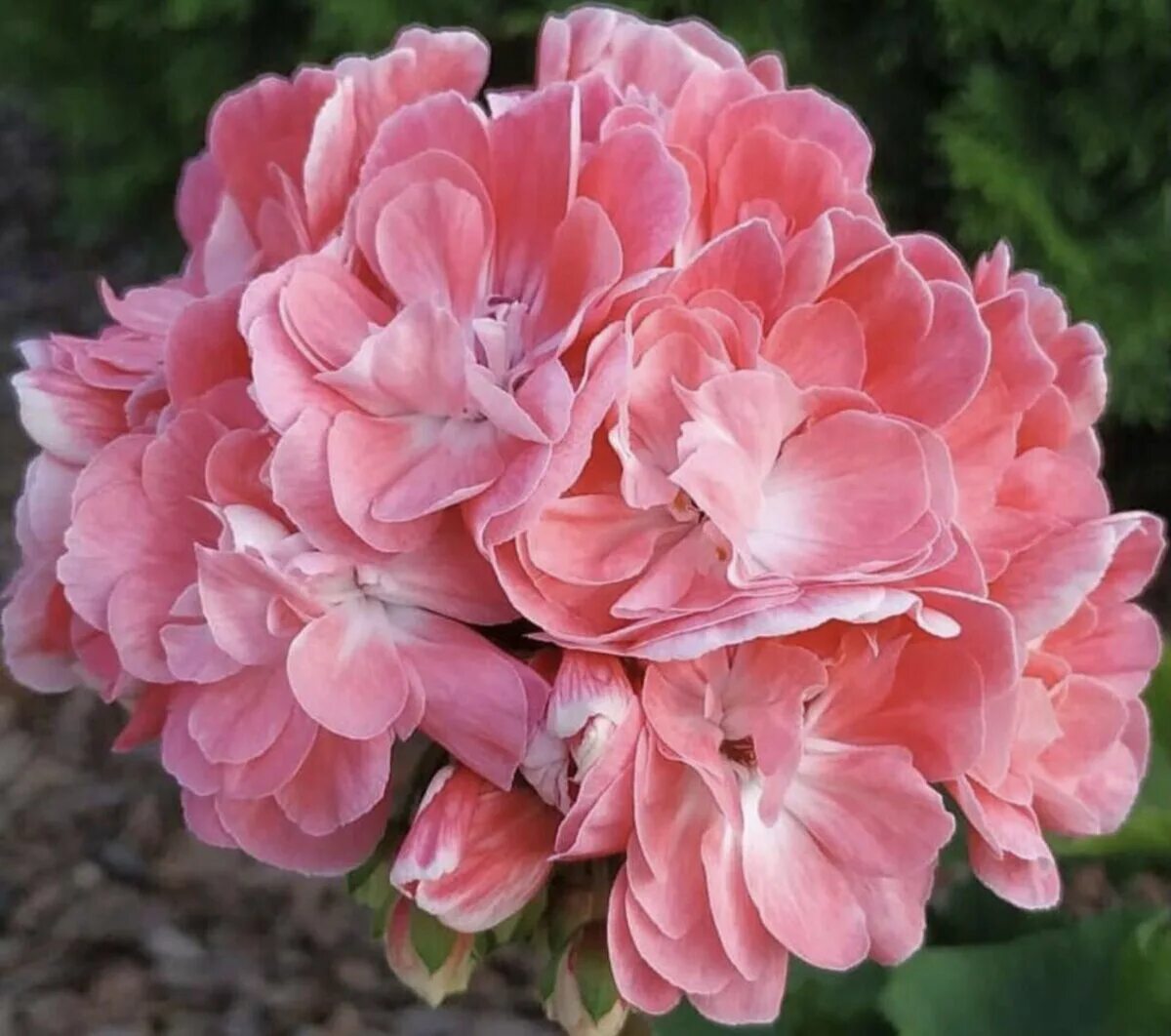 Pelargongaragets hanna novis пеларгония. Novis hanna. Novis hanna. Pg ragnar пеларгония. Hanna novis пеларгония.
