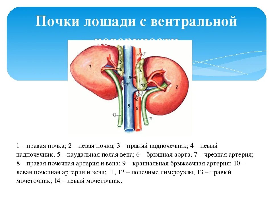 Сколько дают за почку. Почки. Почка строение анатомия.