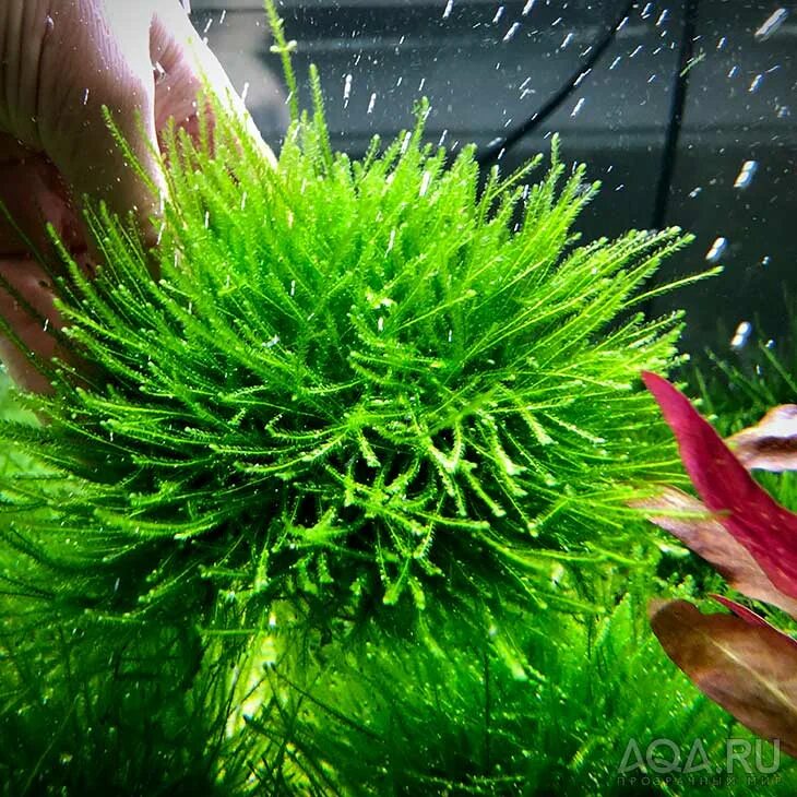 Торфяной мох для аквариума. Выращивание водорослей в аквариуме. Вырастить водоросли в домашних условиях. Аквариум для выращивания микроводорослей.