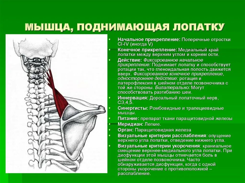 Мышца поднимающая лопатку иннервация. Мышца поднимающая лопатку функции. Мышца поднимающая лопатку прикрепляется к. Мышца поднимаюзая допаткц. Приводящие латынь