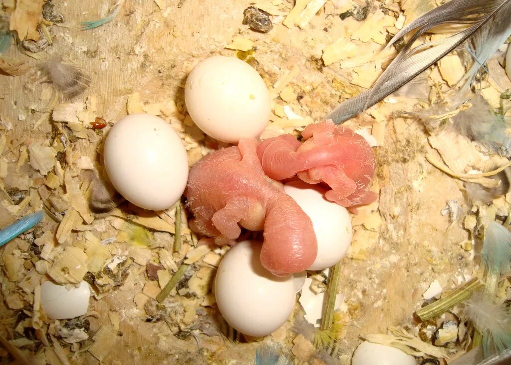 Родила яйцо. Яйцо вылупляется. Цыпленок вылупляется из яйца. Яйца попугая.