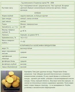 Картошка гала характеристика и описание сорта фото