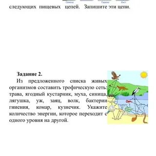 Составить трофическую сеть трава ягодный кустарник муха