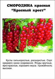 Красная смородина какая самая сладкая и крупная