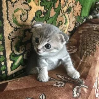 Авито орел котята в добрые