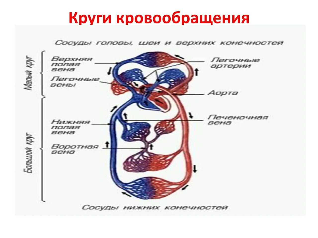 Кровообращение проверочное. Круги кровообращения схема МКК. Малый и большой круг кровообращения человека. Схему кругов кровообращения БКК. МКК малый круг кровообращения.