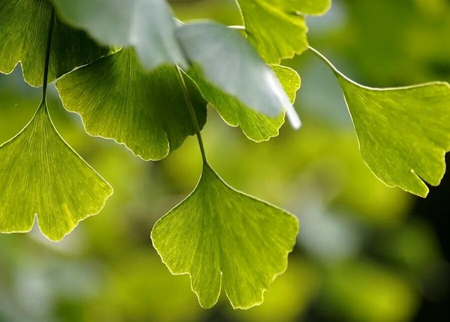 Ginkgo Tree Photograph, Ginkgo Leaf Photo - april bern art & photography